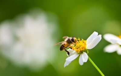 Día Mundial de las Abejas: Protegiendo a nuestras laboriosas aliadas