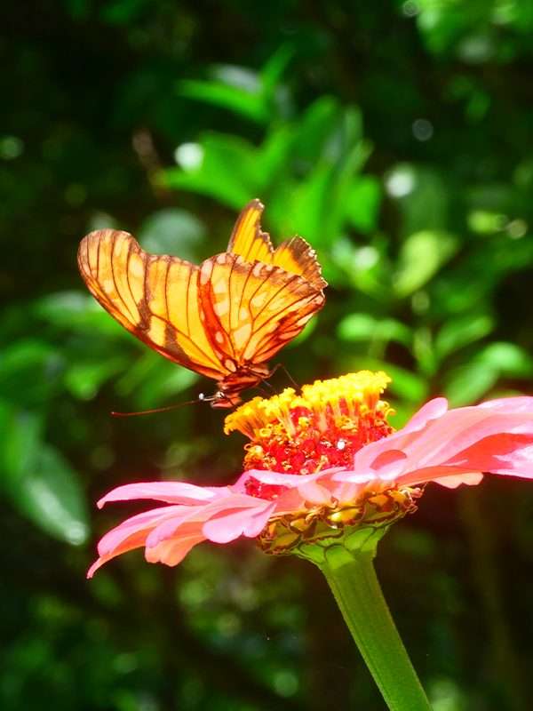 Mariposas en ambiente natural de finca Frutesol